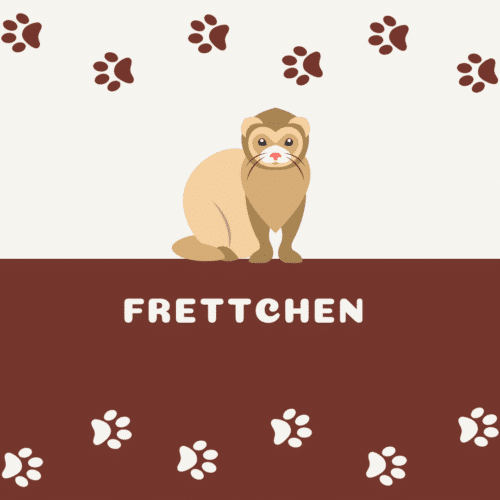 Frettchen