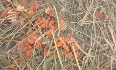 EXCELLENT Kräuterheu Karotte und Echinacea 500 Gramm